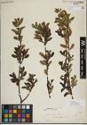 Foto von Salix myrsinifolia Salisb.